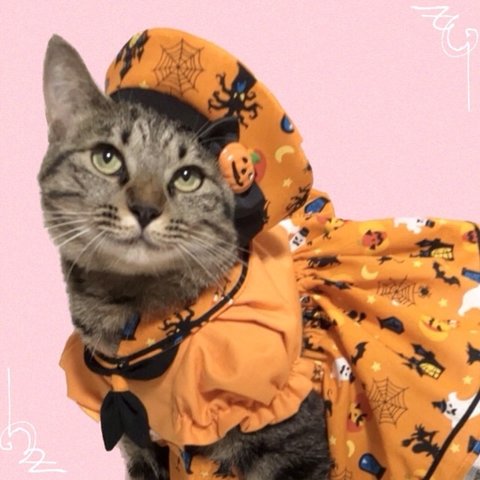 送料無料☆彡Mサイズパフスリーブが可愛いセーラー風ハロウィンワンピース〜猫のワンピース