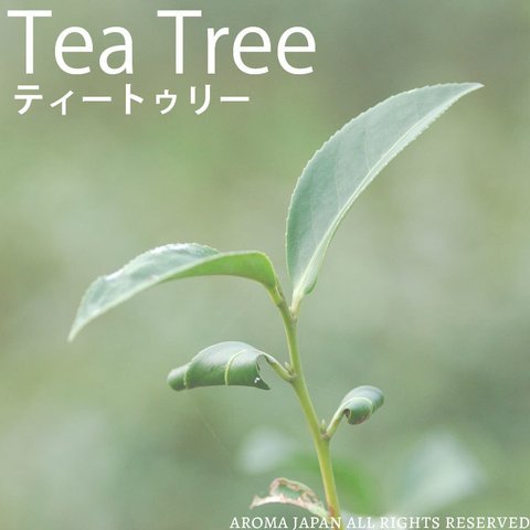 ティートリー精油3ml,5ml,10m,30ml,50ml アロマオイル/エッセンシャルオイル/ケモタイプ精油/Tea Tree