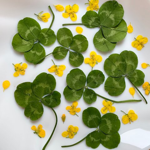 四つ葉のクローバーと菜の花♡ハンドメイド素材　黄色　緑色　幸福　押し花　小花　セット　春　季節の花