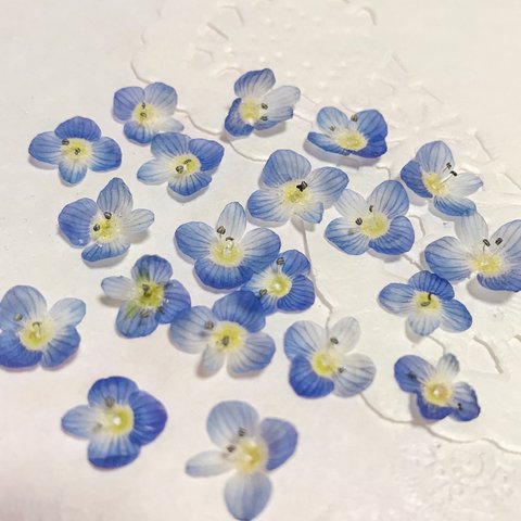 オオイヌノフグリ 青い花 小さい花 ドライフラワー 小花 素材30個  ハーバリウム　レジン封入
