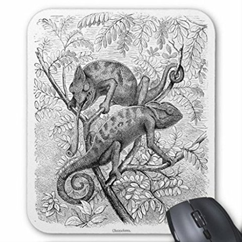 カメレオンのイラストのマウスパッド：フォトパッド（ 世界の野生動物シリーズ ）