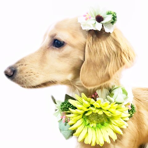 【送料無料】2点セット 犬 アクセサリー グリーン ヘアピン 髪飾り チョーカー 誕生日 記念日 首輪 緑 おしゃれ 
