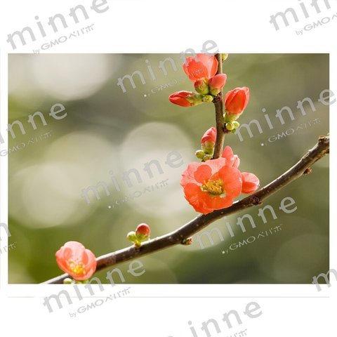 ボケの花　蓼科高原にて