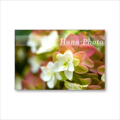 1596) 花色が美しく変わるカシワバアジサイ      ポストカード5枚組