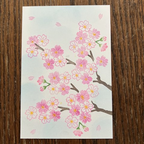 春爛漫。桜、花盛り。