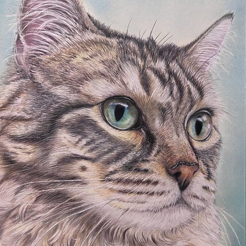 色鉛筆画　ノルウェージャンフォレストキャット　手描き　猫　動物