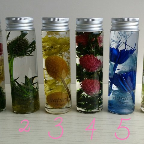 ミニ植物標本(全12種類より）3本セット　