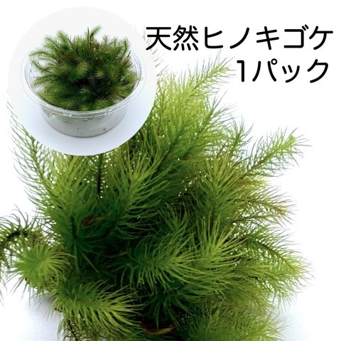天然苔1パック(130×59ｍｍ) ヒノキゴケ 園芸 盆栽 観葉植物 インテリア雑貨 母の日ギフト 苔テラリウム　