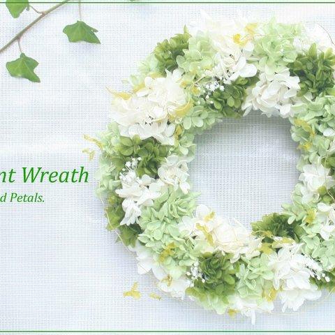 白とグリーンが爽やかな紫陽花のリース　ウエルカムリースやご結婚祝い、両親贈呈用にW067