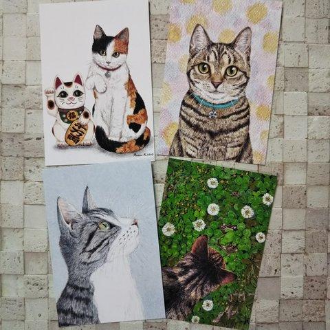 ポストカード 4枚組  猫 セット