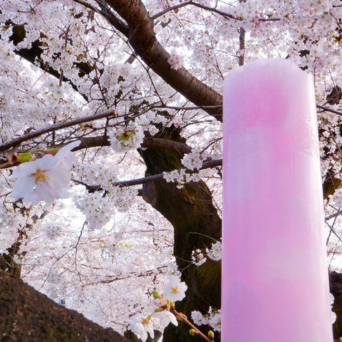 桜 〜Sakura〜　LIMITED CANDOLE