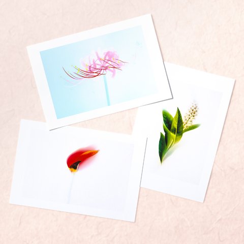 水彩画のような花のポストカード3枚セットC〜ヒガンバナ・チューリップ・オカトラノオ〜
