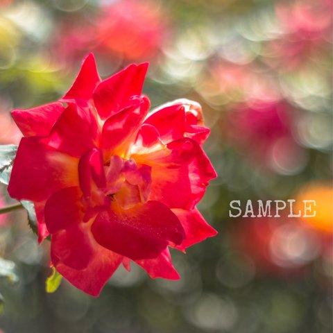 「Rose garden」A4サイズ写真⑯