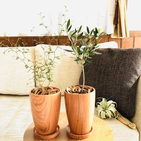 Rose Wood テラコッタ鉢　セット　メルヘンの木　オリーブの木　受け皿付き 観葉植物　インテリア