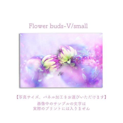 Flower buds-V/small　ポスター【写真サイズ、パネル加工をお選びいただけます】