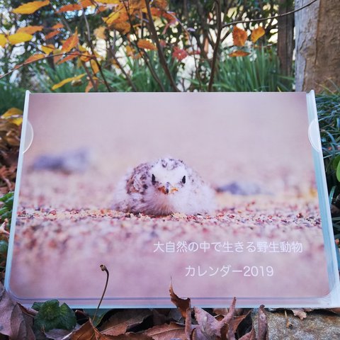 大自然の中で生きる野生動物からパワーをもらおう！　B6 卓上カレンダー 2019　お好きな月のポストカード無料進呈！送料無料