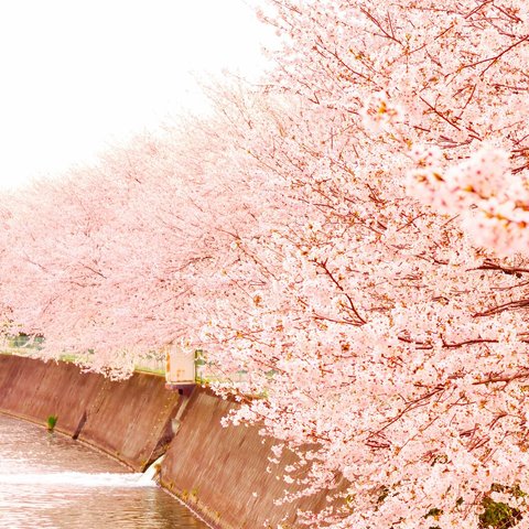 写真のある豊かな暮らし【満開の桜並木】