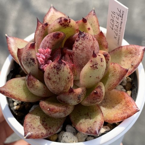 人気品種！★ブラッドマリア×リンゼアナ 多肉植物 自家栽培 国産