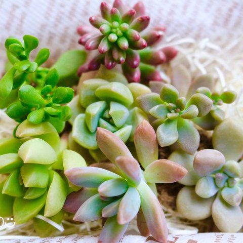 寄せ植えなどに♡多肉植物・抜き苗6種セット！オマケつき♡(セダム・カット苗)