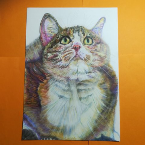 猫ちゃんA4 色鉛筆画　ケント紙　手描き　ハンドメイド　一点物