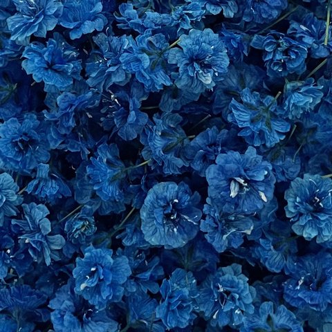 💙【43】＊Blue Rose＊かすみ草ドライフラワー