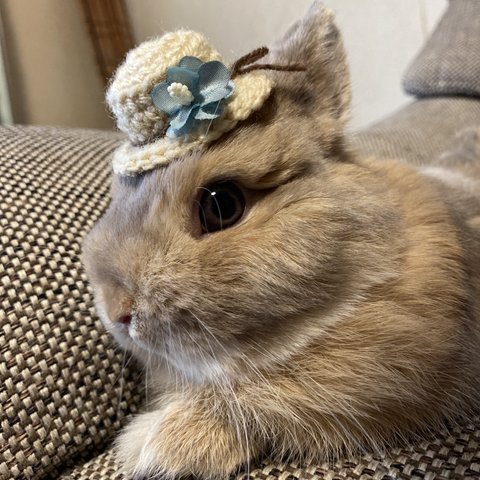 ウサギ用ミニ帽子