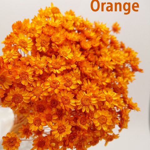 【増量】スターフラワー・ブロッサム 38本《orange》【F-021】