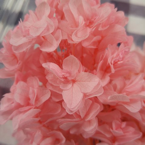 ピンクの柏葉紫陽花☆小分け