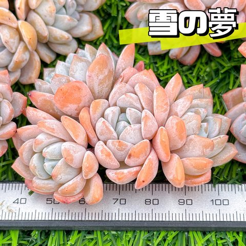 新入荷 大人気 多肉植物 エケベリア 雪の夢 群生 大株 超美苗 レア種