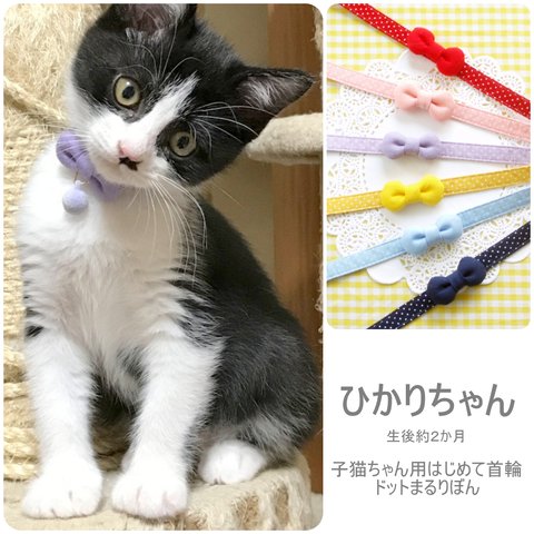 お客さまの愛猫ちゃんギャラリー