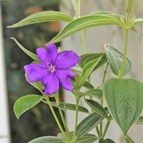 🌷花鉢 タイノボタン 野牡丹 5号 紫紺 夏.秋の花 毎年咲く プレゼント🌷