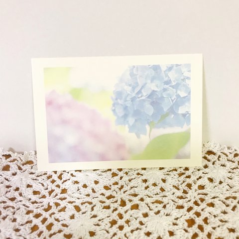 【ポストカード】カラフル紫陽花　p_0002