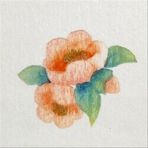 四季を彩る花版画　木瓜の花　