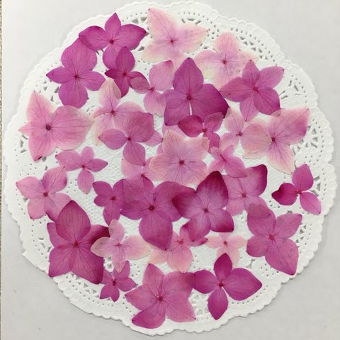NO.819Nグラデーションピンクの紫陽花／押し花素材
