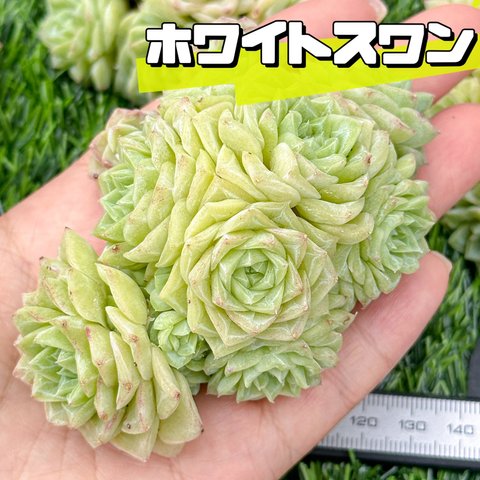 新入荷 大人気 多肉植物 エケベリア ホワイトスワン群生 大株 超美苗 レア種