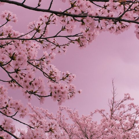おさんぽお花写真　～花子花、春.～