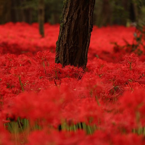 静かに紅。17