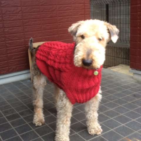 【参考品】大型犬用セーター