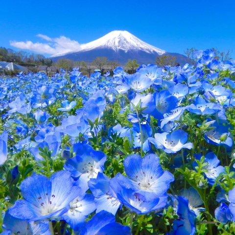 世界遺産 富士山とネモフィラ畑2 写真 A4又は2L版 額付き