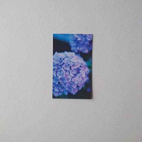 紫陽花　メッセージカード　20枚入　バースデーカード　ミニカード　ショップカード