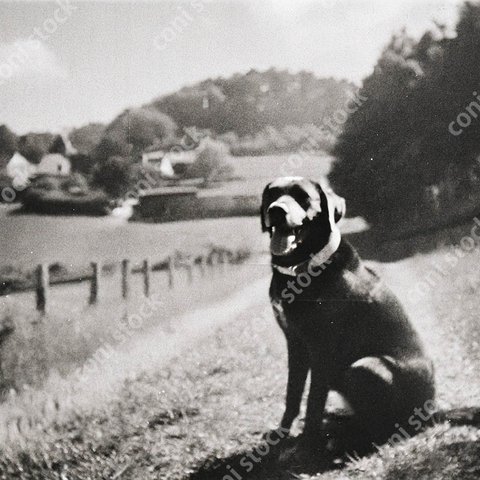 昔のフランスの田舎のレトリバーのイメージ、レトロ、モノクロ、アート、古びた写真　conistock_91110_03