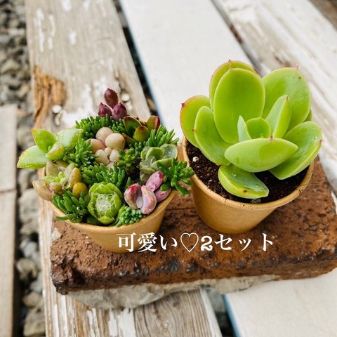 1点限り！お試し2セット多肉寄せ植え