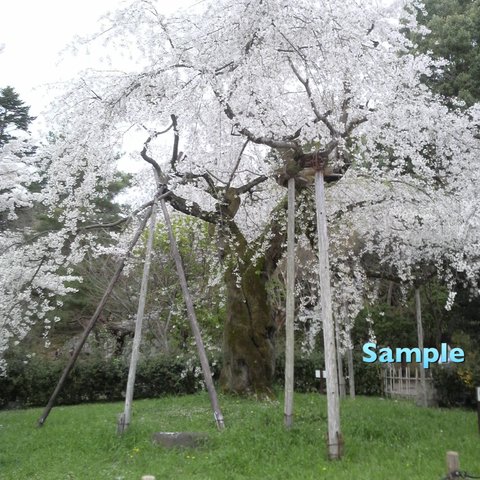 52 京の桜  円山公園