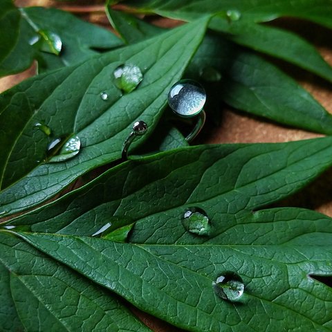 雨露リング【コンテストグランプリ受賞】