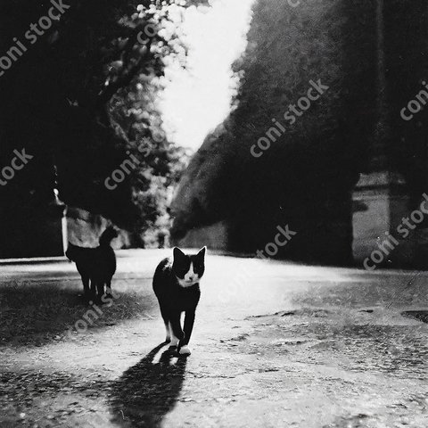 街を歩く猫、古びた写真、レトロ、モノクロ、アート　conistock_11801_02