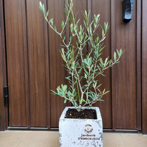 大きめ♪オリーブの木　エルグレコ　スクエア型テラコッタ鉢植え　観葉植物　苗　苗木