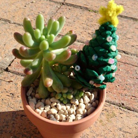 クリスマス×多肉植物