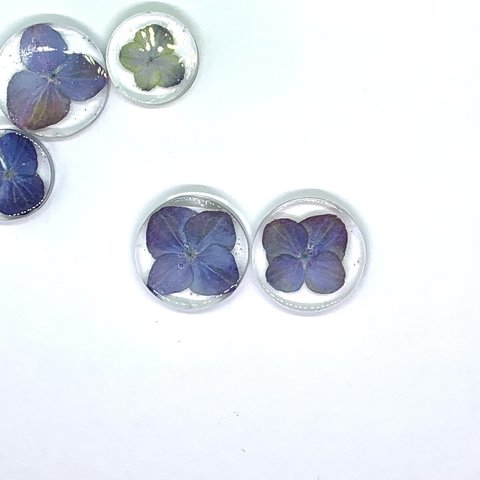 紫陽花おはじきピアス　レジン　Lサイズ