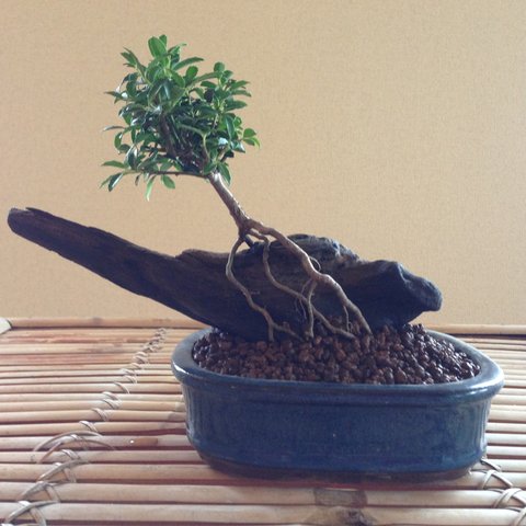 ツゲ 根上り  流木 盆栽 bonsai 