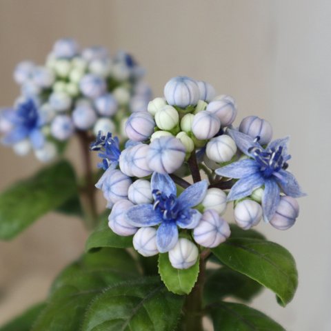 常緑アジサイ♡碧の瞳♡青い実♡紫陽花♡